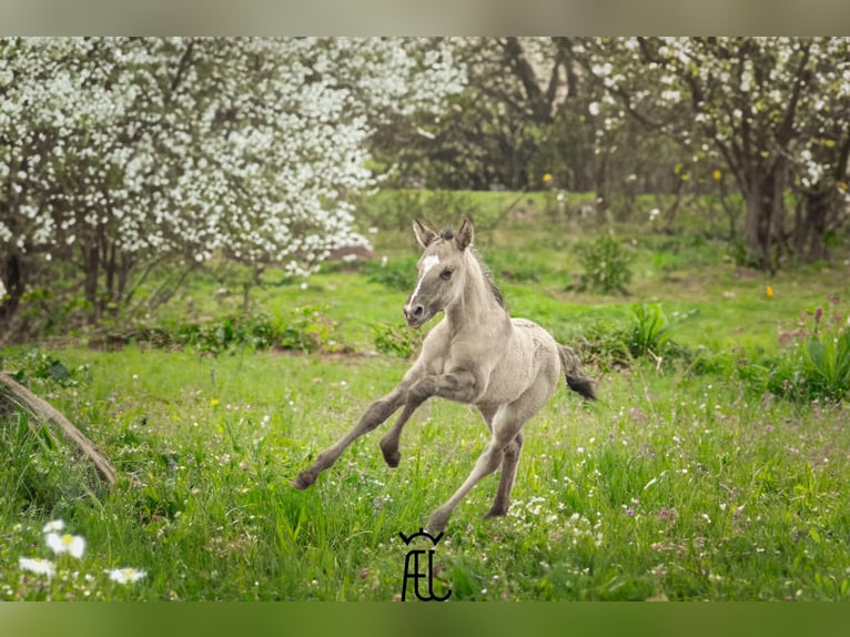 I-DON MALAGUENO Lusitano Stallion Grullo in Mettmann