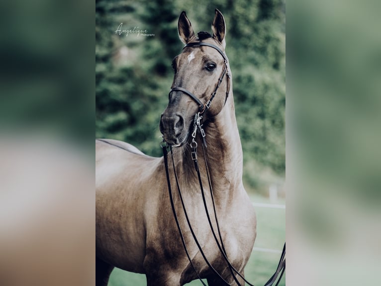 I-DON MALAGUENO Lusitano Stallone Grullo in Mettmann