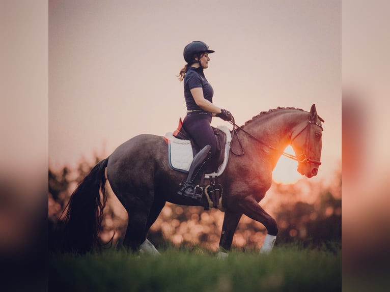 I-DON MALAGUENO Lusitano Stallone Grullo in Mettmann