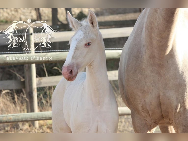 I-DON MALAGUENO Lusitano Stallone Grullo in Mettmann