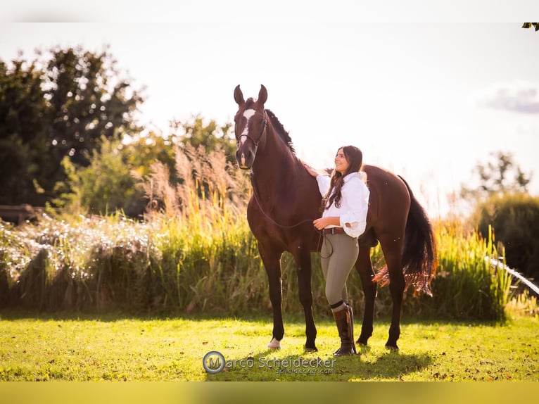 IBANERO AR Lusitano Hengst Bruin in Amerang