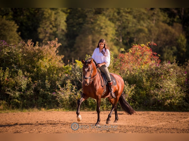 IBANERO AR Lusitano Hengst Bruin in Amerang