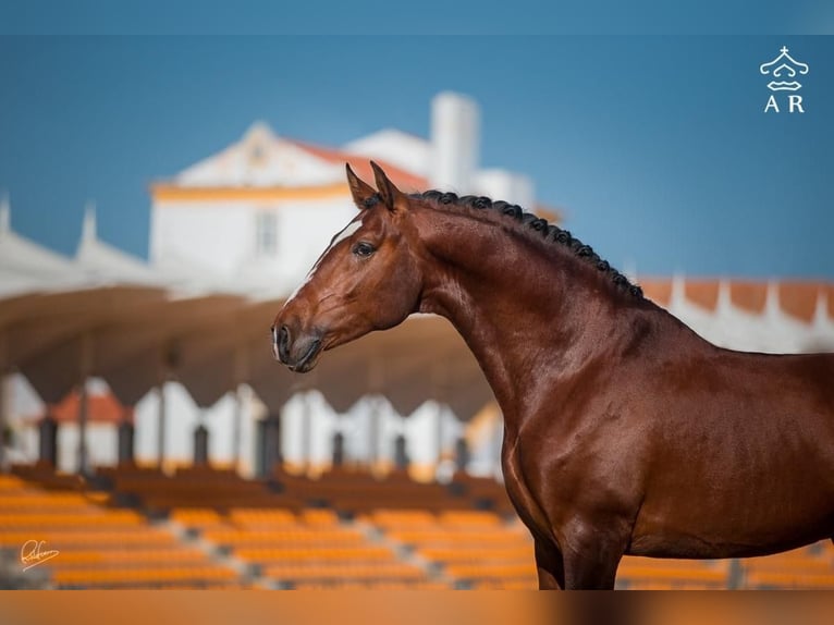 IBANERO AR Lusitano Hengst Bruin in Amerang