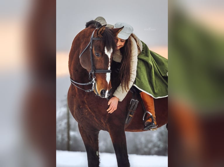 IBANERO AR Lusitano Hengst Bruin in Amerang