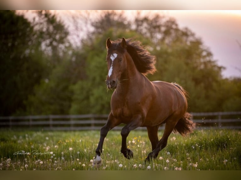 IBANERO AR Lusitano Hengst Bruin in Amerang