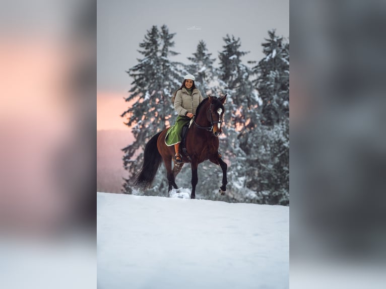 IBANERO AR Lusitano Hengst Bruin in Amerang