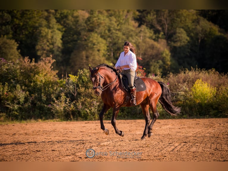 IBANERO AR Lusitano Hengst Bruin in Amerang