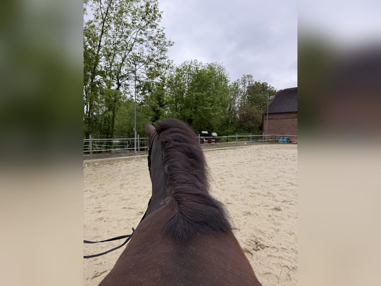 Icelandic Horse Gelding 10 years 12.3 hh Black in Lippstadt