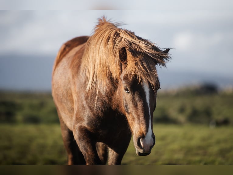 Icelandic Horse Gelding 10 years 12,2 hh Chestnut-Red in Bad Doberan