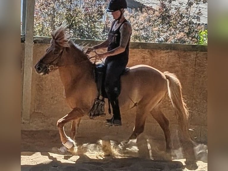 Icelandic Horse Gelding 10 years 13.1 hh Dun in Lindlar