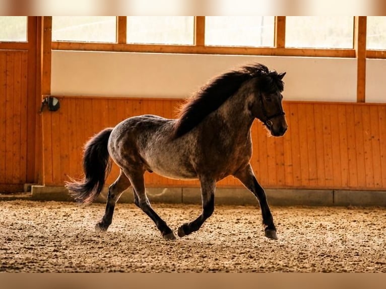 Icelandic Horse Gelding 10 years 13.1 hh  in Dörth
