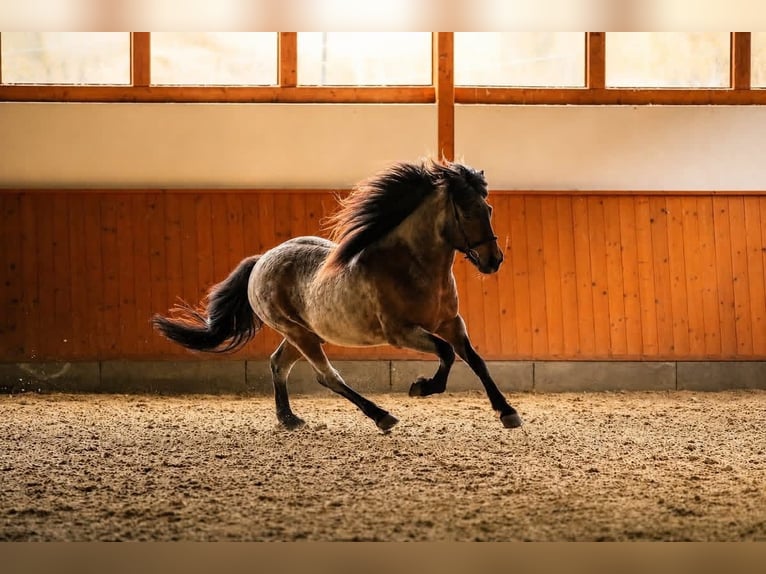 Icelandic Horse Gelding 10 years 13.1 hh  in Dörth
