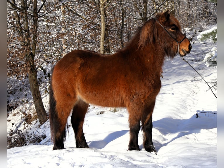 Icelandic Horse Gelding 10 years 13.2 hh Brown in Friesenhagen