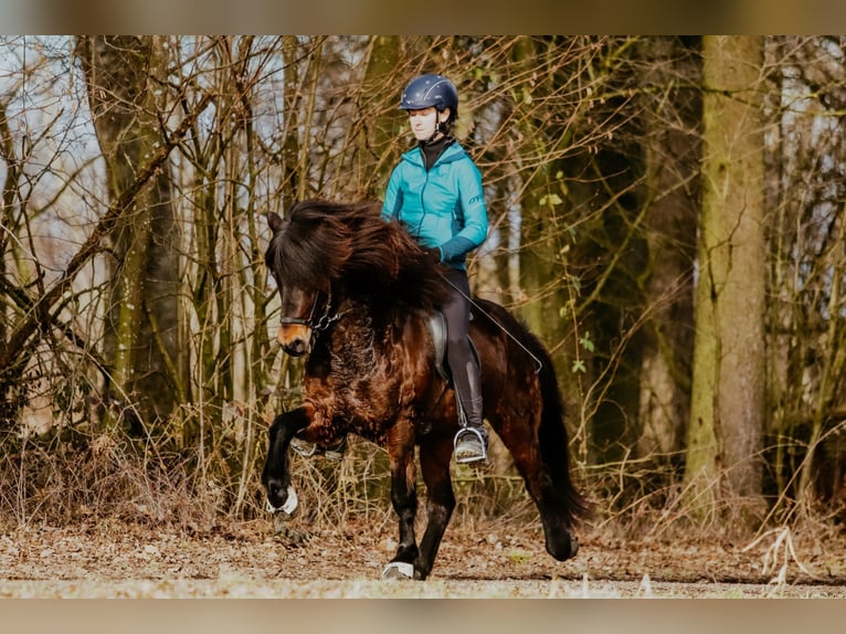 Icelandic Horse Gelding 10 years 13.2 hh Brown in Taufkirchen an der Trattnach