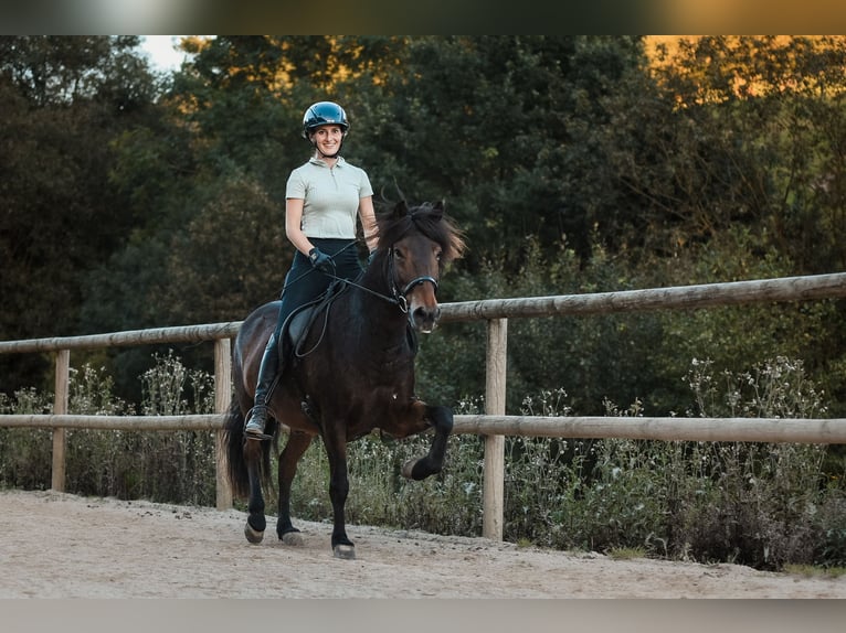 Icelandic Horse Gelding 10 years 13,2 hh Brown in Basel