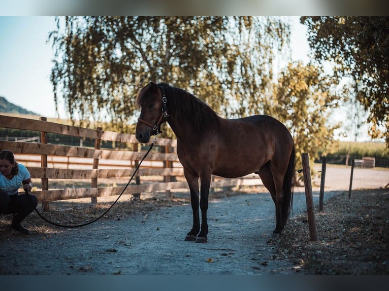 Icelandic Horse Gelding 10 years 13,2 hh Brown in Basel