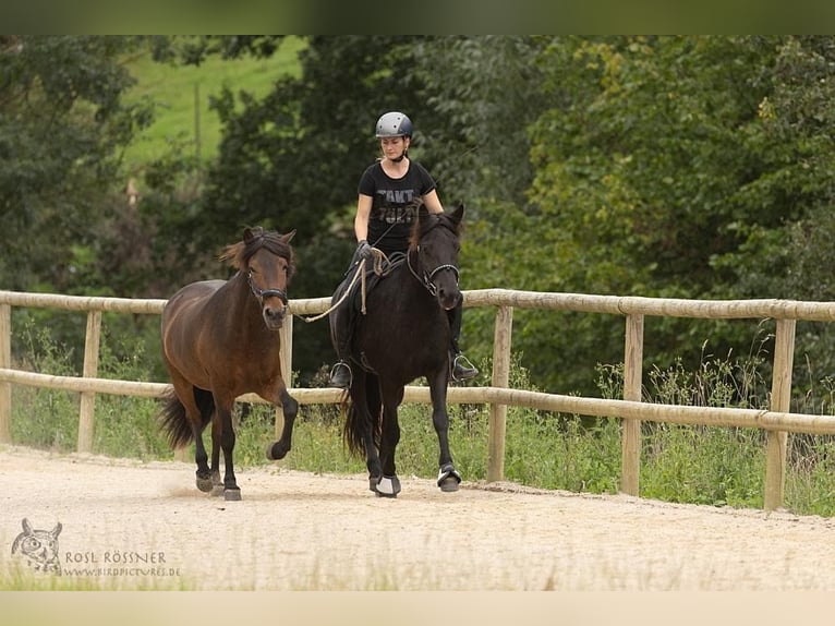 Icelandic Horse Gelding 10 years 13,2 hh Brown in Basel