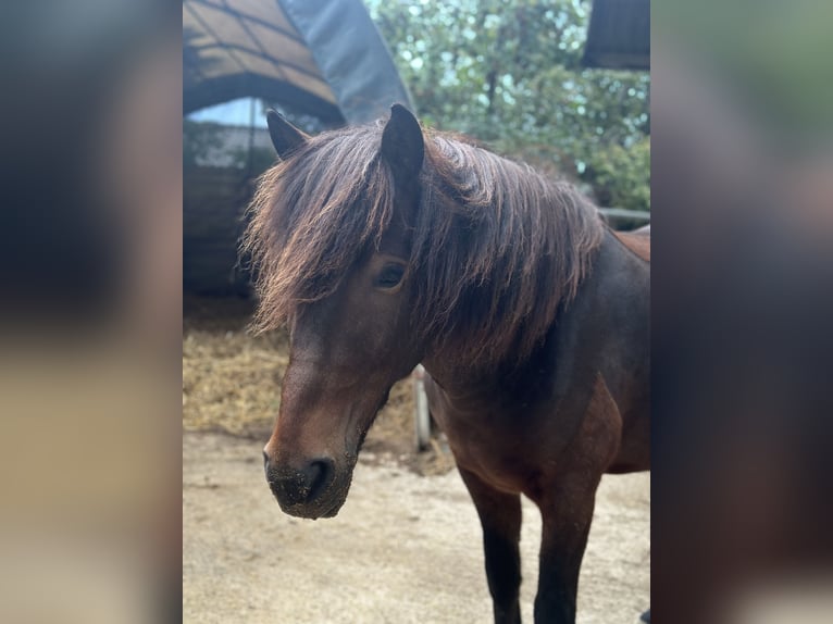 Icelandic Horse Gelding 10 years 13,2 hh Brown in Basel