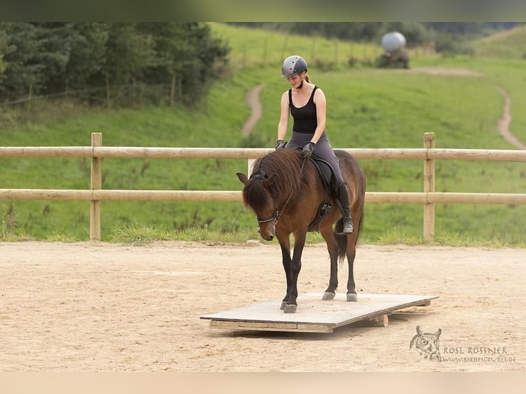 Icelandic Horse Gelding 10 years 13,2 hh Brown in Basel