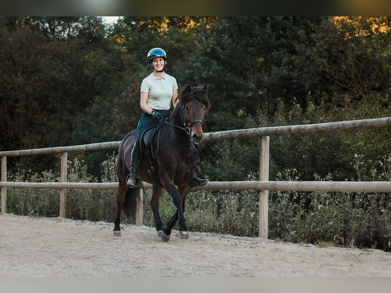 Icelandic Horse Gelding 10 years 13,2 hh Brown in Basel