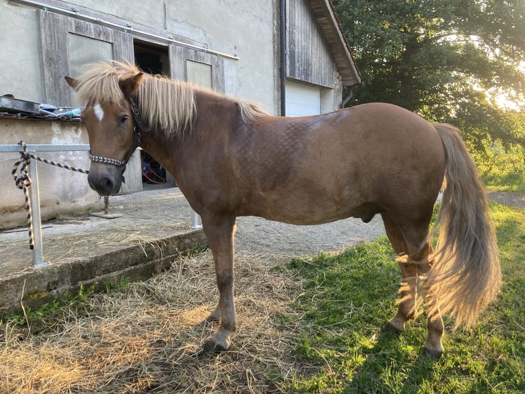 Icelandic Horse Gelding 10 years 13.2 hh Chestnut-Red in Weißenhorn