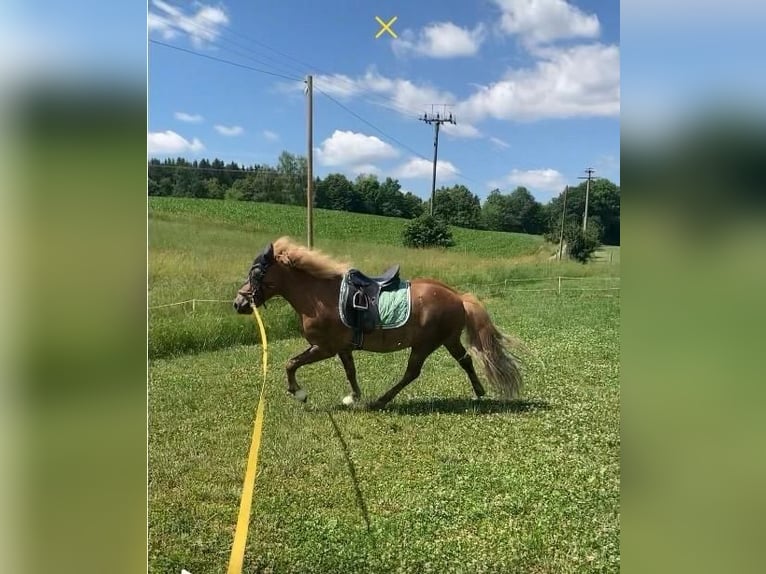 Icelandic Horse Gelding 10 years 13.2 hh Chestnut-Red in Weißenhorn