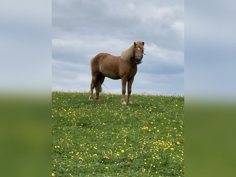 Icelandic Horse Gelding 10 years 13.2 hh Chestnut-Red in Weißenhorn
