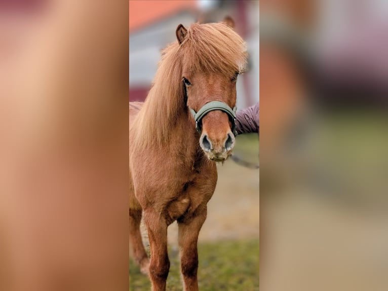 Icelandic Horse Gelding 10 years 13.2 hh Chestnut-Red in Marienheide
