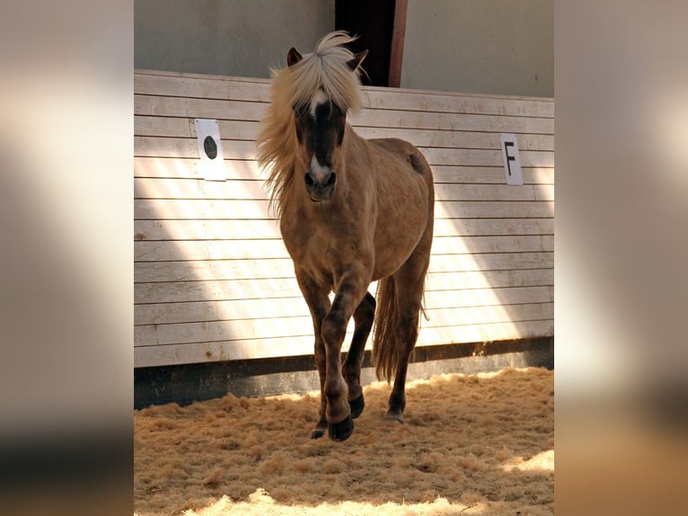 Icelandic Horse Gelding 10 years 13,2 hh Dun in Bassum