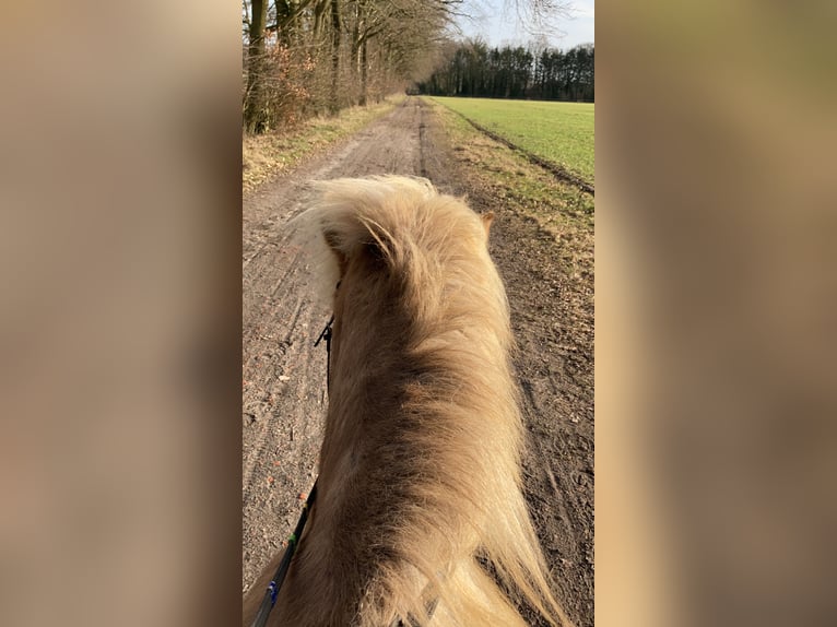 Icelandic Horse Gelding 10 years 13,2 hh Dun in Bassum