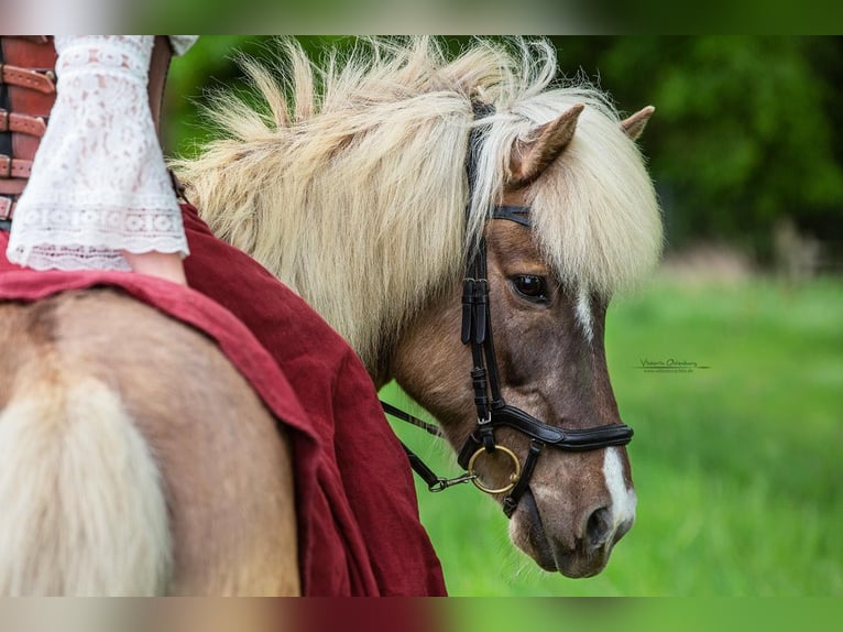 Icelandic Horse Gelding 10 years 13,2 hh Dun in Bassum