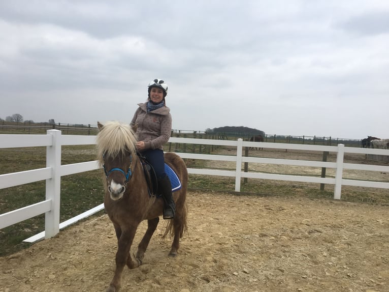 Icelandic Horse Gelding 10 years 13,2 hh Dun in Bassum