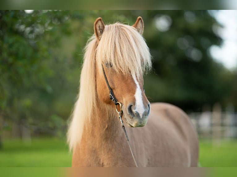 Icelandic Horse Gelding 10 years 13,2 hh Dun in Rosenberg