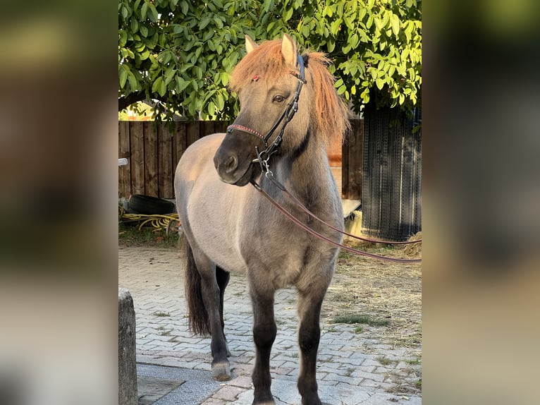 Icelandic Horse Gelding 10 years 13,2 hh in Ravensburg Dürnast