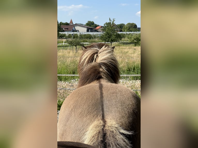 Icelandic Horse Gelding 10 years 13,2 hh in Ravensburg Dürnast
