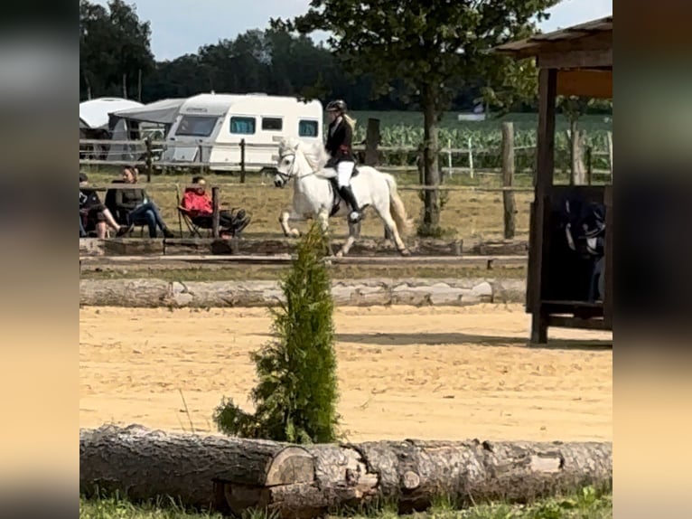Icelandic Horse Gelding 10 years 13,2 hh Gray in BuxtehudeBuxtehude