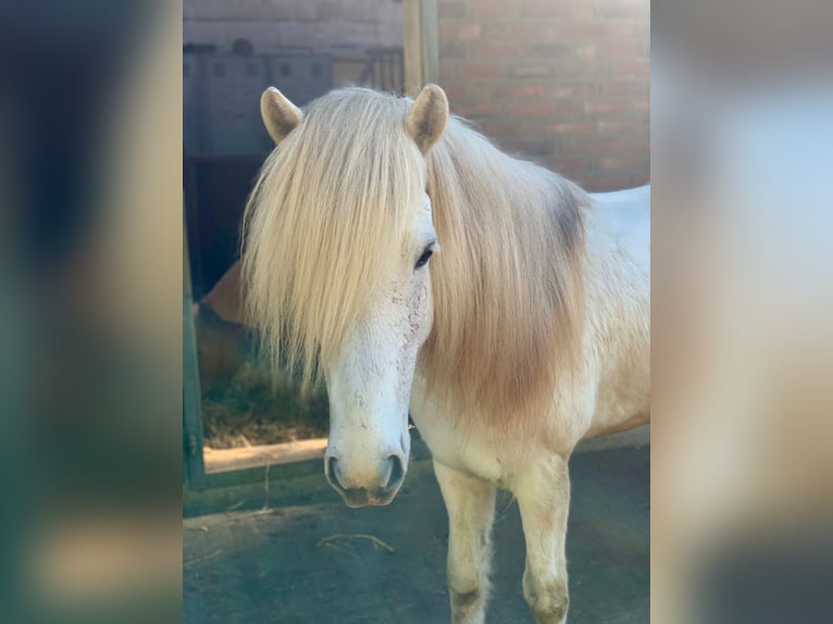 Icelandic Horse Gelding 10 years 13,2 hh Gray in Stapelfeld