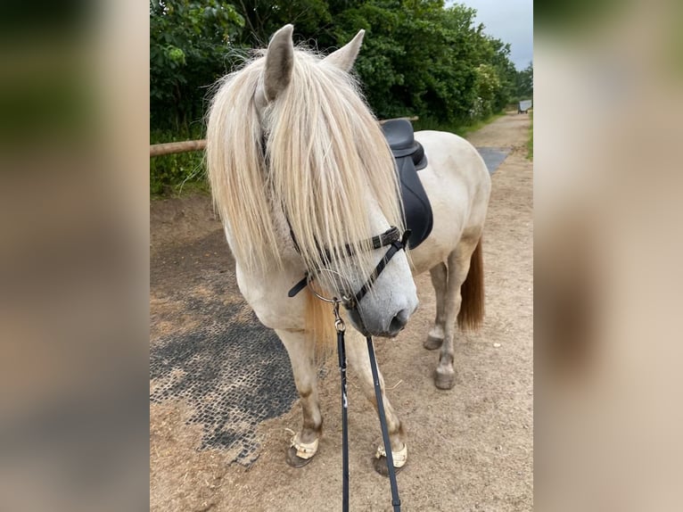 Icelandic Horse Gelding 10 years 13,2 hh Gray in Stapelfeld