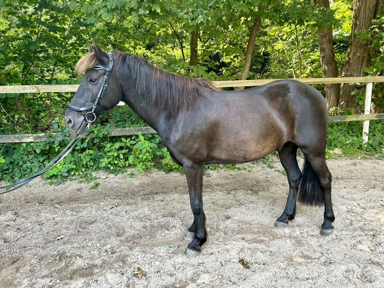 Icelandic Horse Mix Gelding 10 years 13,2 hh in Oelixdorf