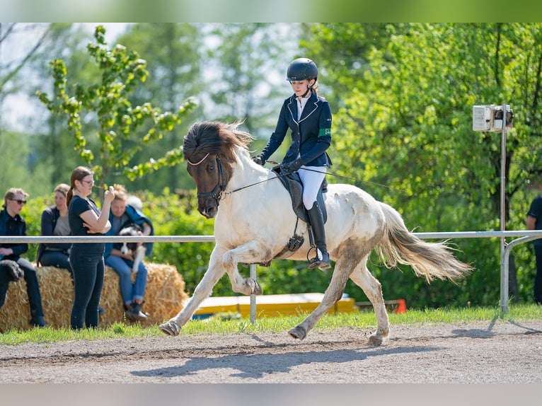 Icelandic Horse Gelding 10 years 13,2 hh Pinto in Kürten