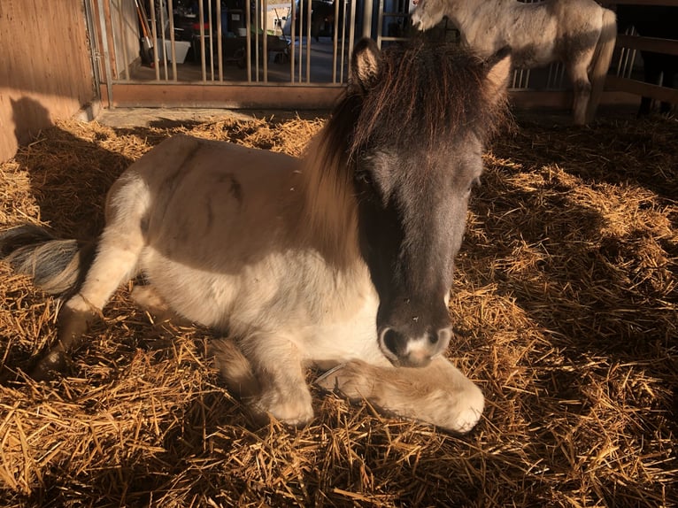 Icelandic Horse Gelding 10 years 13,2 hh Pinto in Kürten