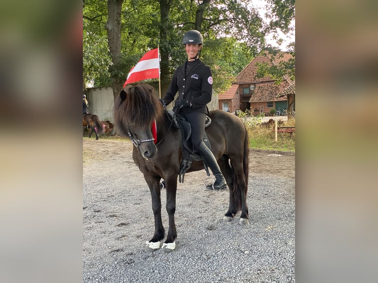 Icelandic Horse Gelding 10 years 13,3 hh Black in Lochen am See