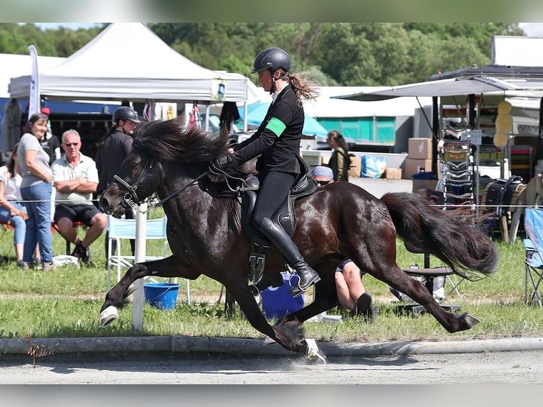 Icelandic Horse Gelding 10 years 13,3 hh Black in Lochen am See