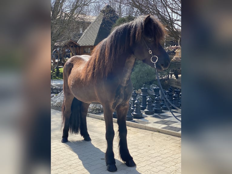 Icelandic Horse Gelding 10 years 13,3 hh Black in Lochen am See