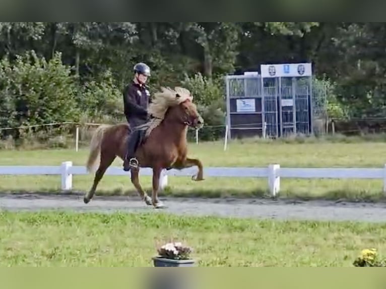 Icelandic Horse Gelding 10 years 13,3 hh Chestnut-Red in Ehndorf