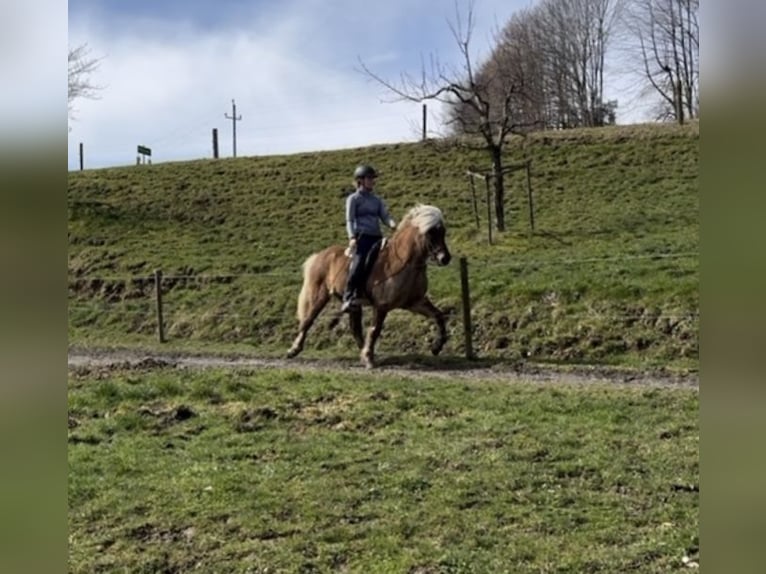 Icelandic Horse Gelding 10 years 13,3 hh in Stiefenhofen
