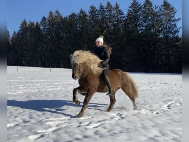 Icelandic Horse Gelding 10 years 13,3 hh in Stiefenhofen