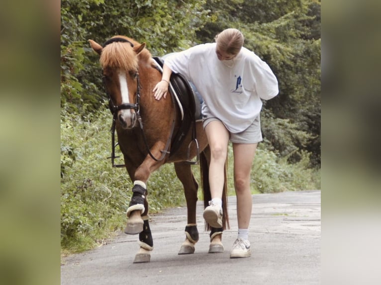 Icelandic Horse Gelding 10 years 13,1 hh Chestnut-Red in Kleve