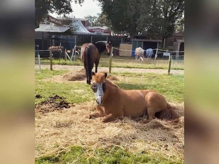 Icelandic Horse Gelding 10 years 13,1 hh Chestnut-Red in Kleve