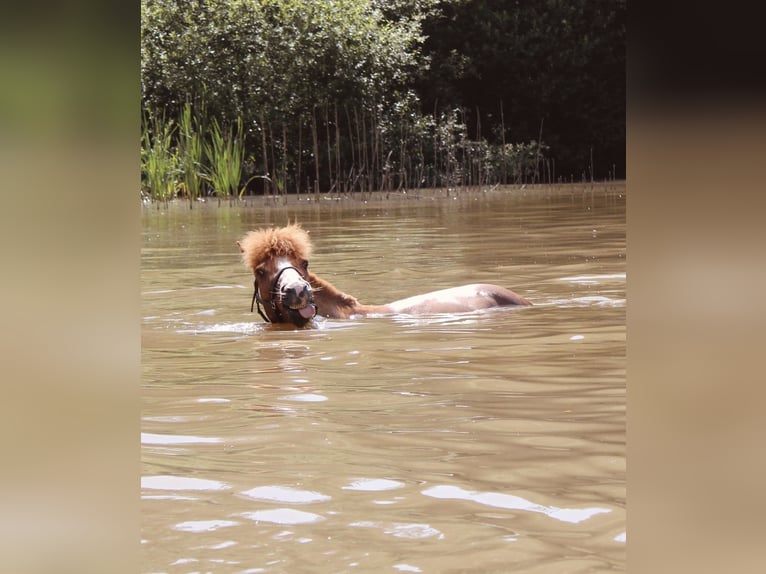Icelandic Horse Gelding 10 years 13,1 hh Chestnut-Red in Kleve
